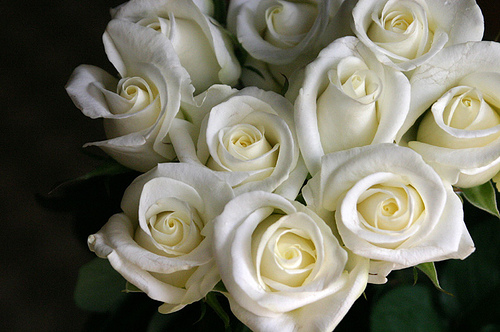 White Roses Background - Page